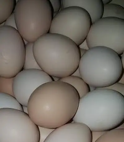 (03125718311)pure Desi Dana khati ha feed nahi dalta