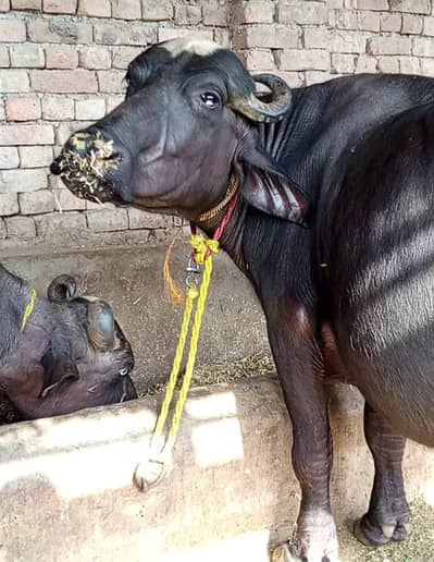 Buffalo Jhoti | Pehla Sowa | Katta Bachha | 10kg Milk_ Bhains