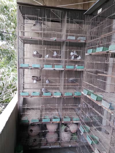 Birds Cages for Sale
