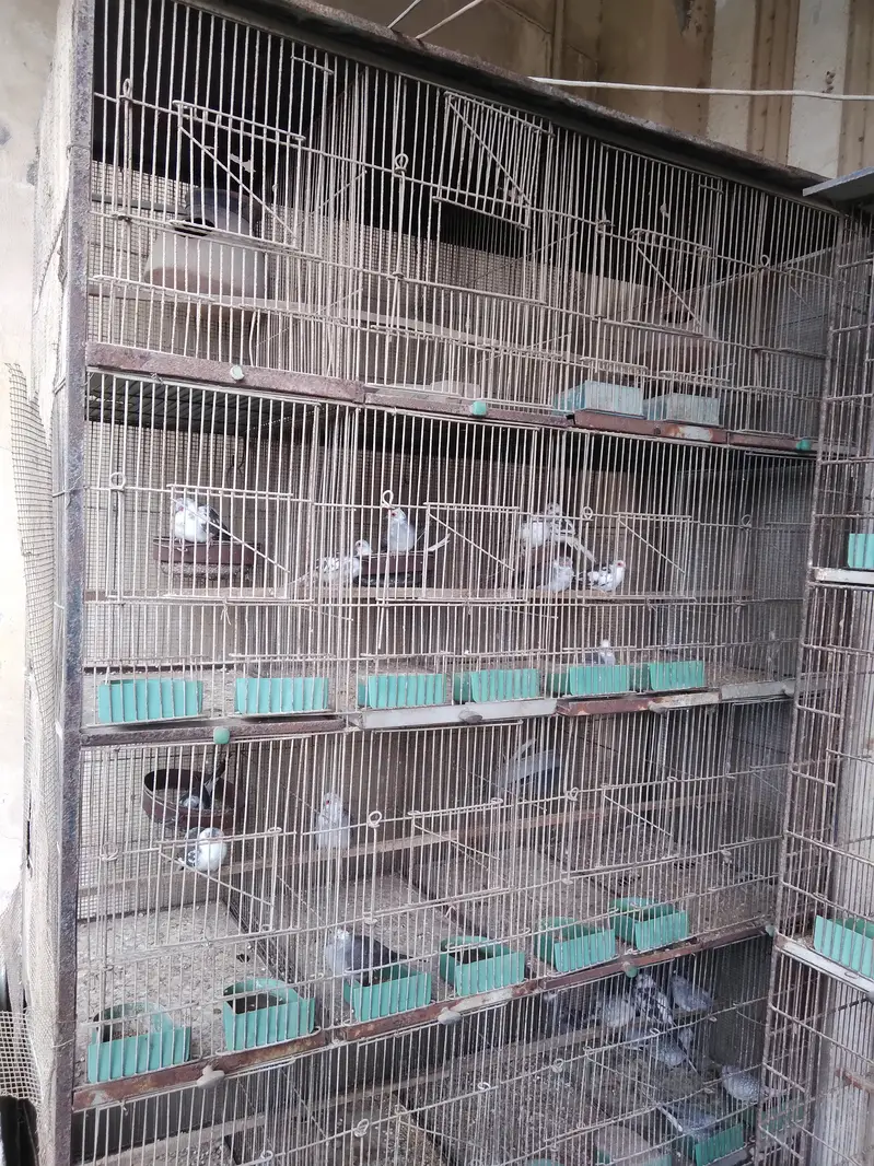 Birds Cages for Sale — photo 2