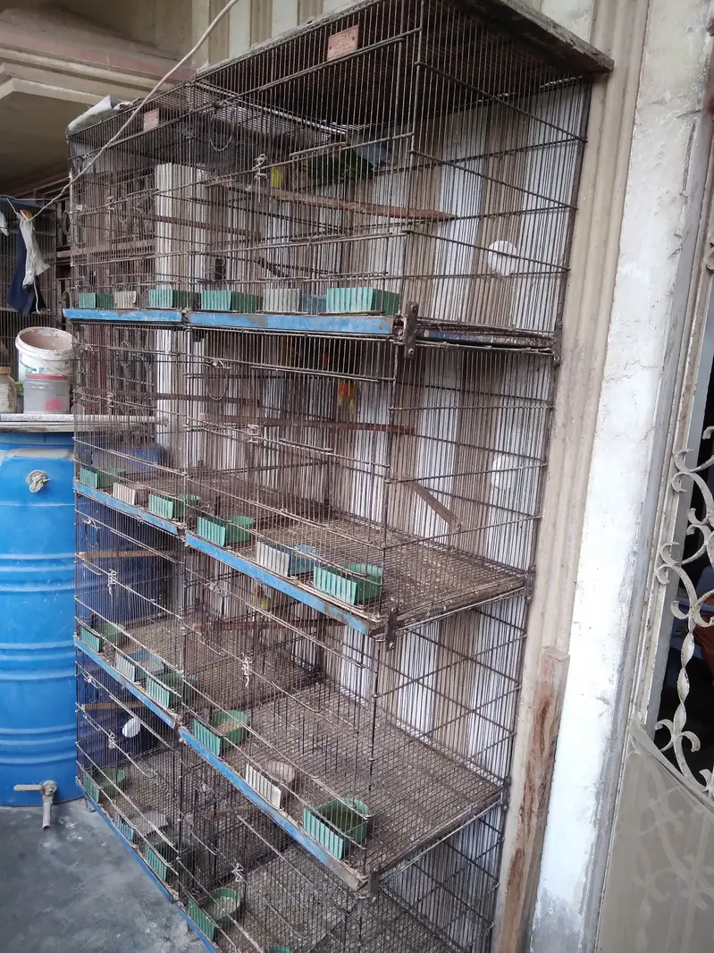 Birds Cages for Sale — photo 4