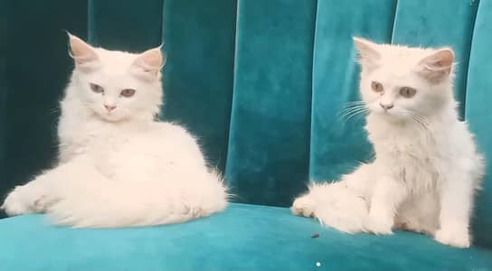 3 munths female kitten odd eye's and yellow eye's