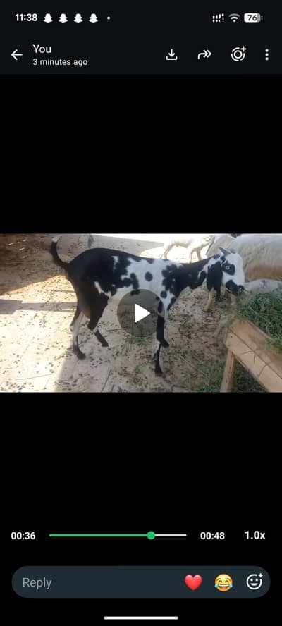 bakri gher ki pali hoi