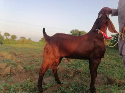 betal bakra