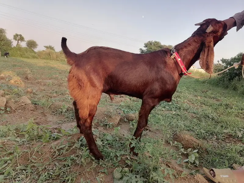 betal bakra — photo 2