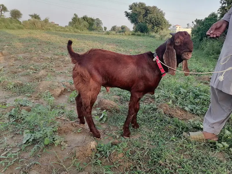 betal bakra — photo 3