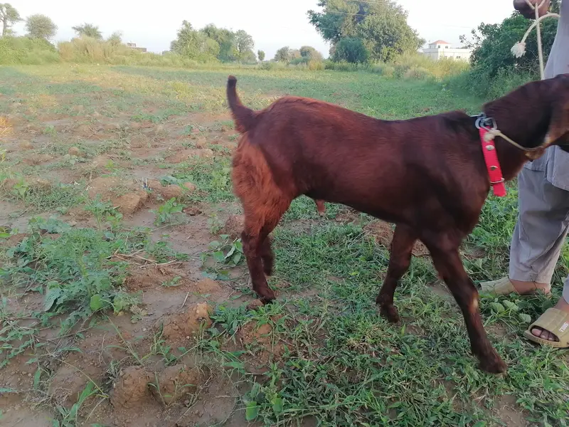 betal bakra — photo 4