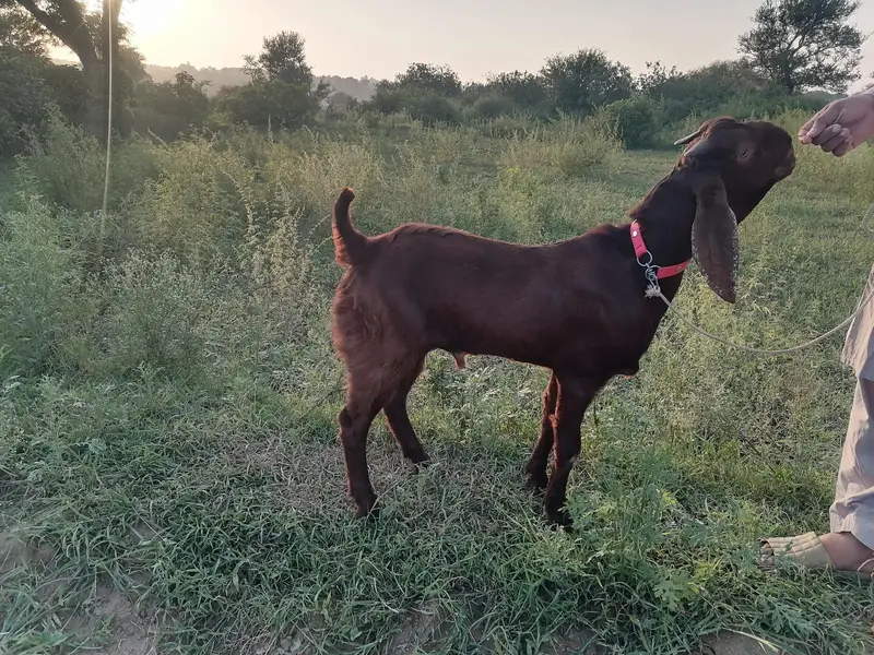 betal bakra — photo 5