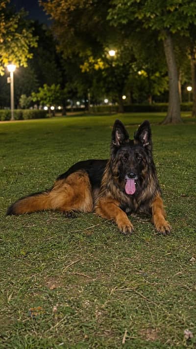 Matted Long Coat GSD Female Dog