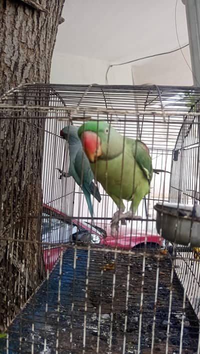 2 Parrots for Sale