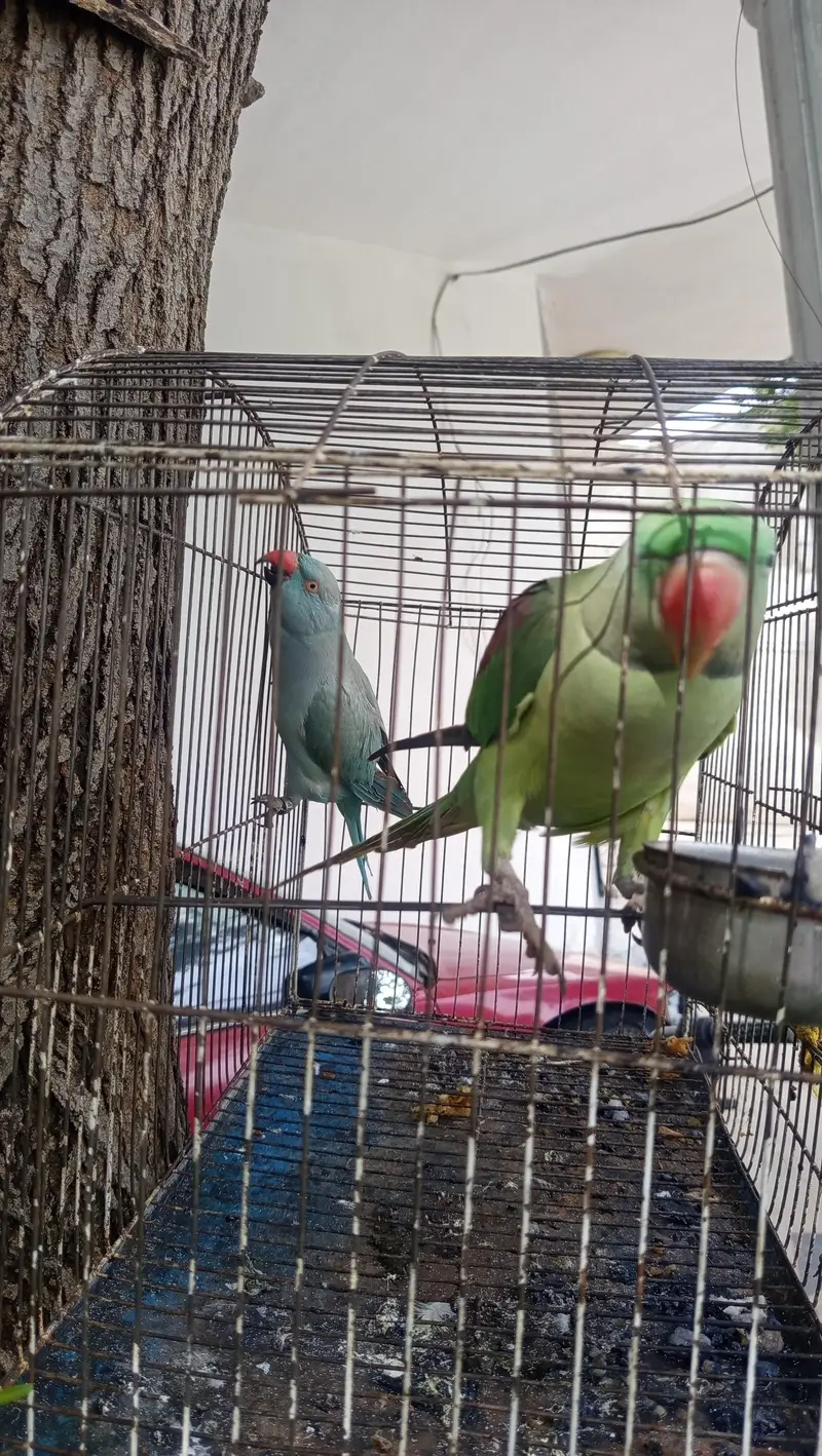 2 Parrots for Sale — photo 2