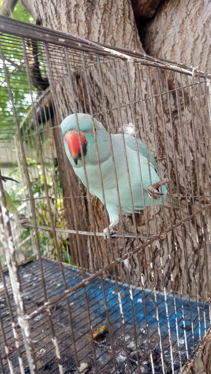 2 Parrots for Sale — photo 3