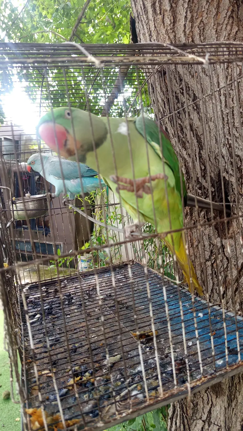 2 Parrots for Sale — photo 4