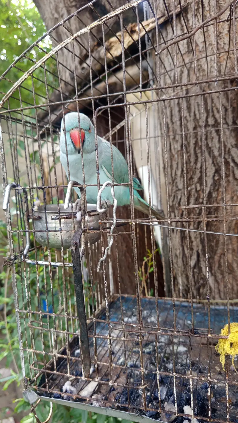 2 Parrots for Sale — photo 5
