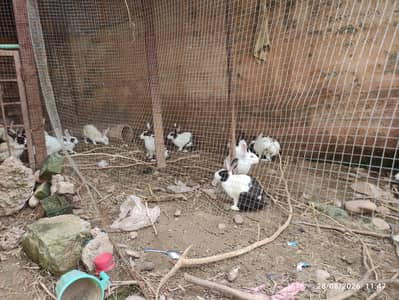 Rabbits for Sale
