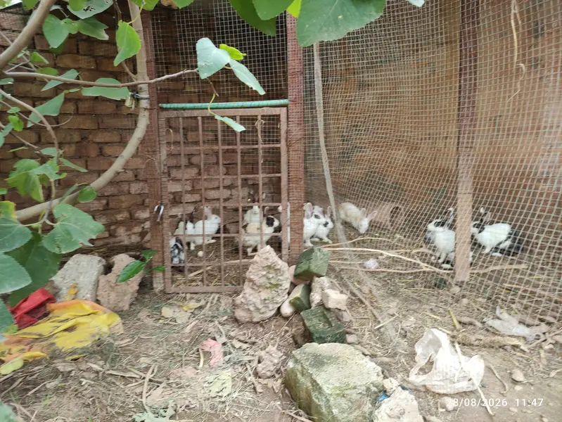 Rabbits for Sale — photo 2