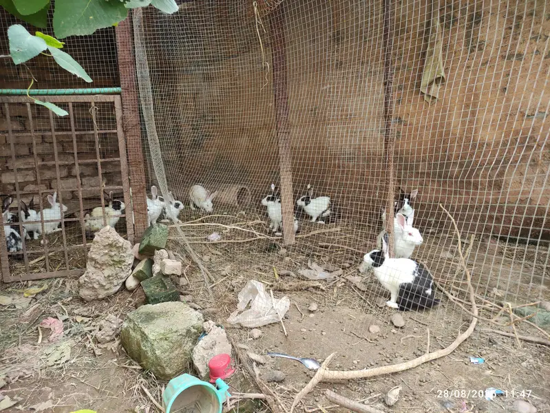 Rabbits for Sale — photo 3