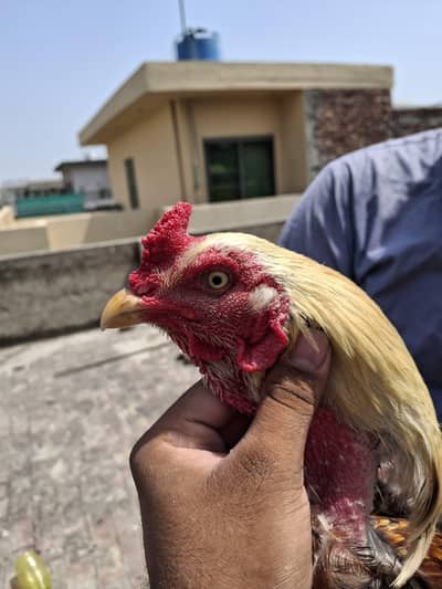 pure aseel old blood line male female patha pathy  thai pure Pakistani