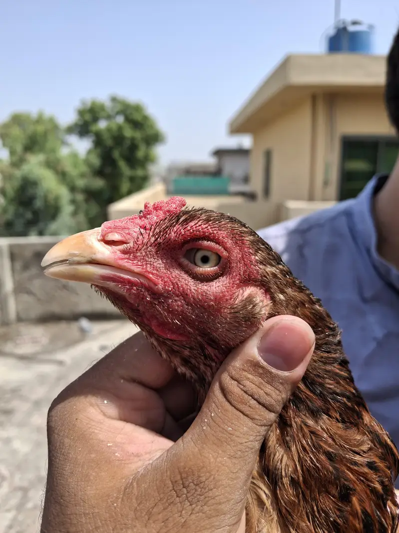 pure aseel old blood line male female patha pathy  thai pure Pakistani — photo 2