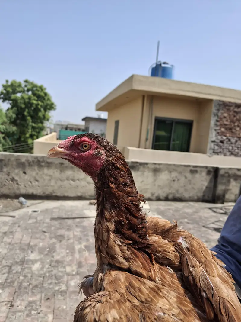 pure aseel old blood line male female patha pathy  thai pure Pakistani — photo 3