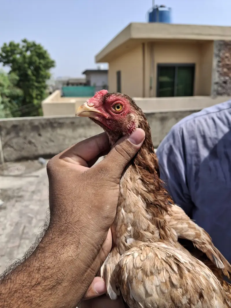 pure aseel old blood line male female patha pathy  thai pure Pakistani — photo 4