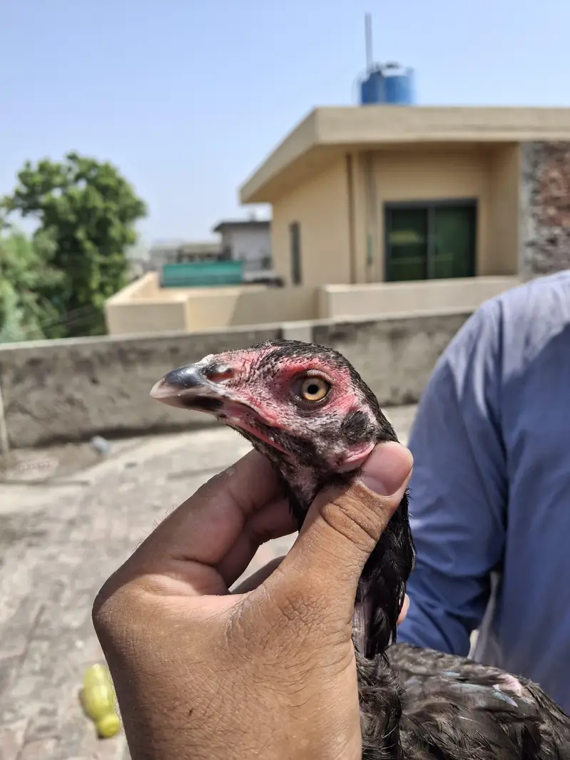 pure aseel old blood line male female patha pathy  thai pure Pakistani — photo 5