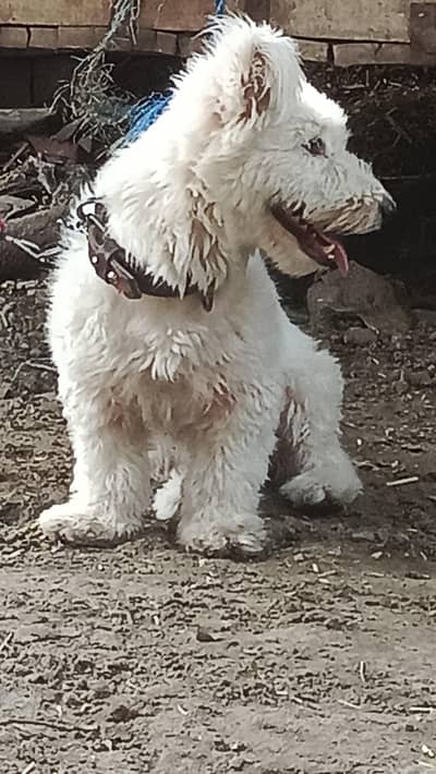 friendly dog