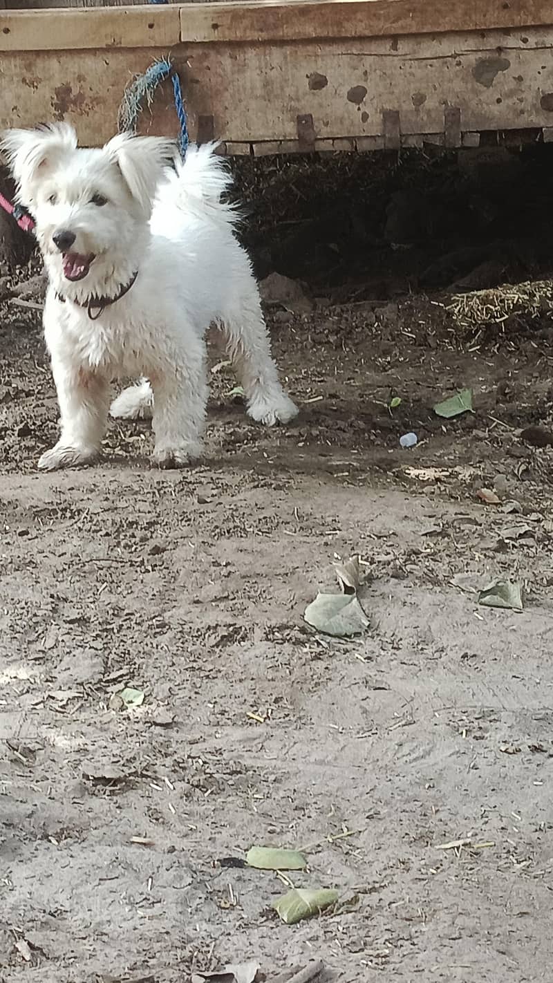 friendly dog 1