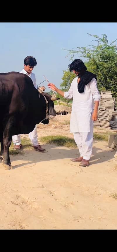 MashAllah 7 Mann ka Kala Bull For Sale - gojra