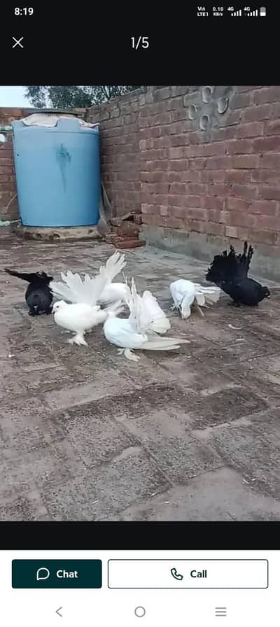 whatupp pa rabta kry 0370 7858546