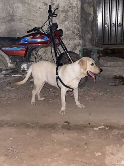 Labrador dog