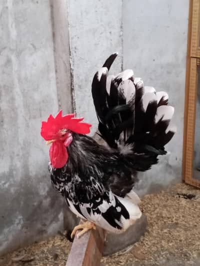 Japanese Bantam top quality chick available