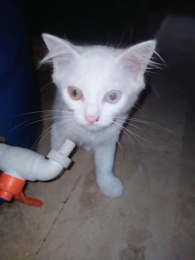 2 female cate persian white colour