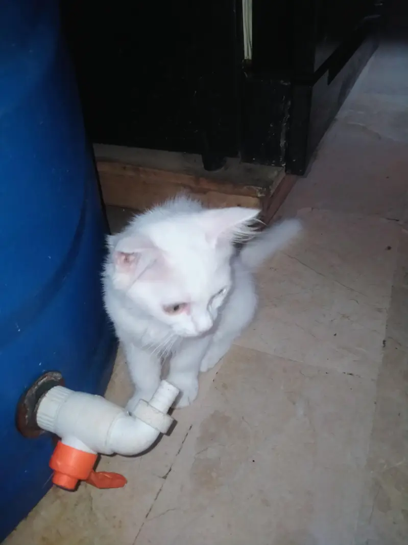 2 female cate persian white colour — photo 2