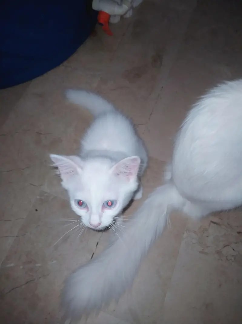 2 female cate persian white colour — photo 3