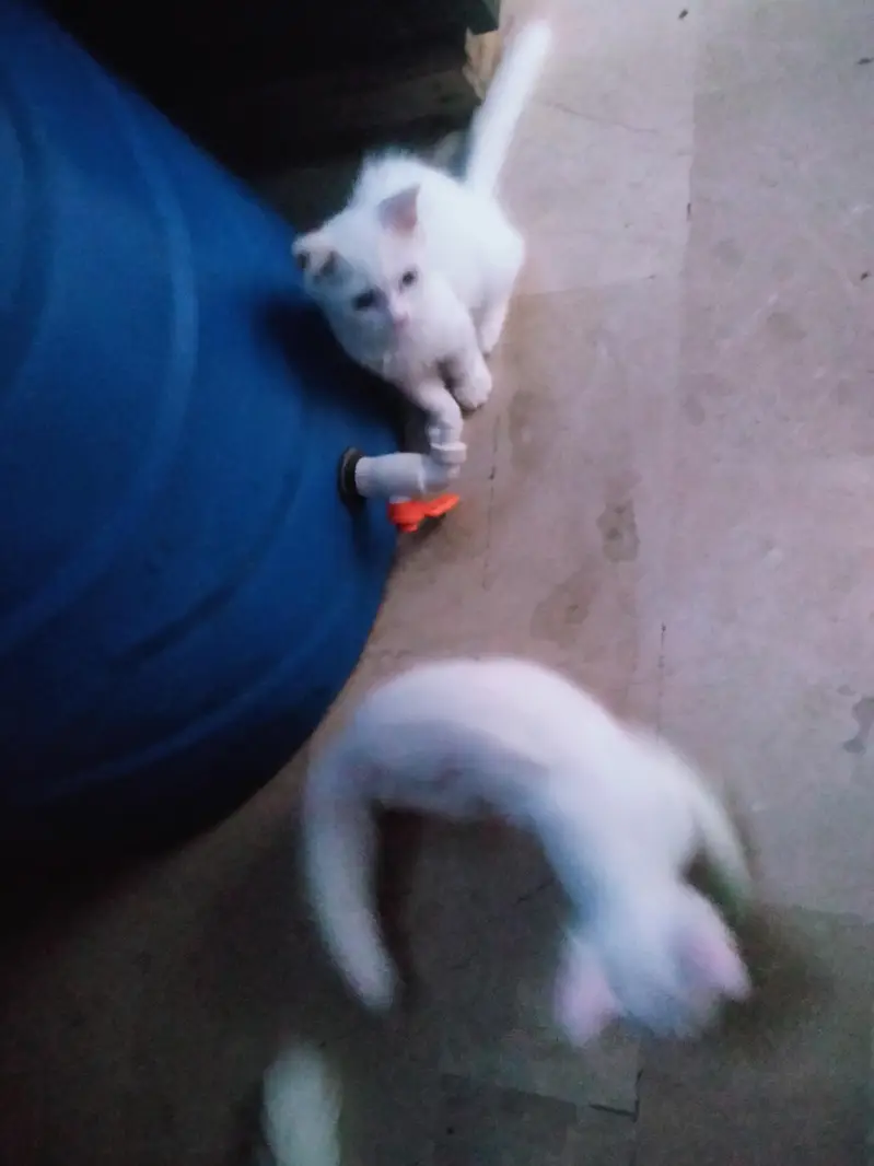 2 female cate persian white colour — photo 4