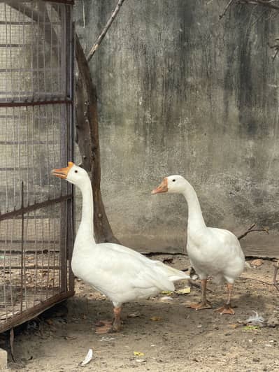 Breeding Pair Goose 