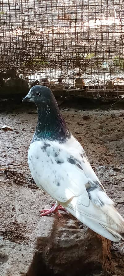 Pigeon pair for sale full active healthy