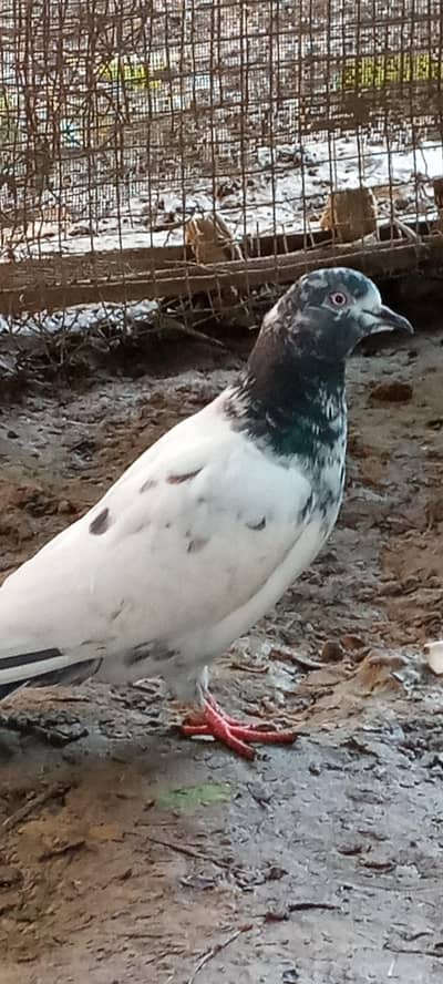 Pigeon for sale full active healthy Contact number=03245974166