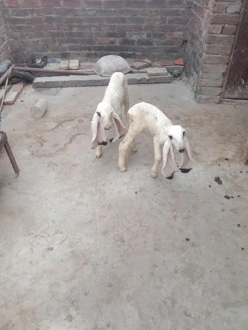 kajli Chatri — photo 3