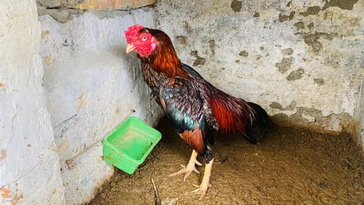 Active Full Pair | 10/10 Condition | Healthy Murga Murghi