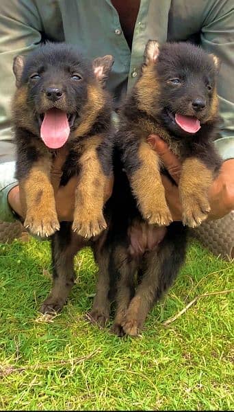 German shepherd dubal cout pair 2 mahnt for sale active