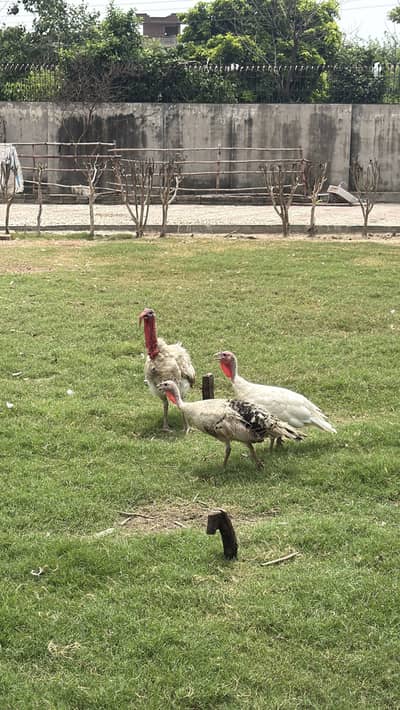 1 Male 2 female Turkey