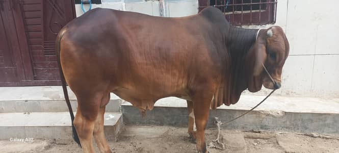 qurbani k bachre for sell khere he meat wight 5 mun pakka