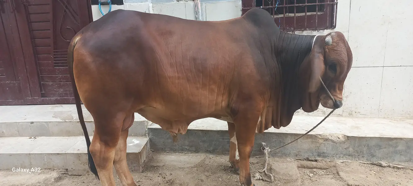 qurbani k bachre for sell khere he meat wight 5 mun pakka