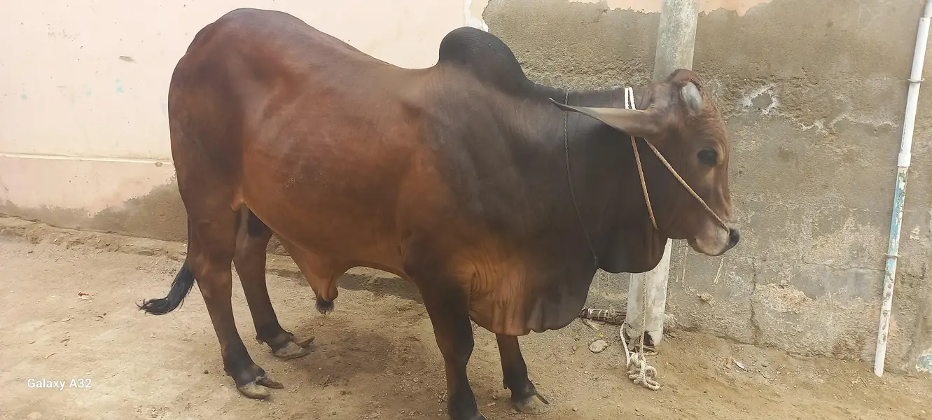 qurbani k bachre for sell khere he meat wight 5 mun pakka — photo 2