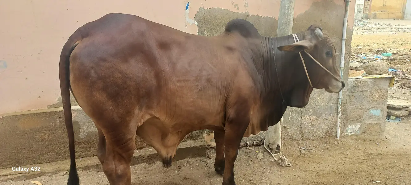 qurbani k bachre for sell khere he meat wight 5 mun pakka — photo 3
