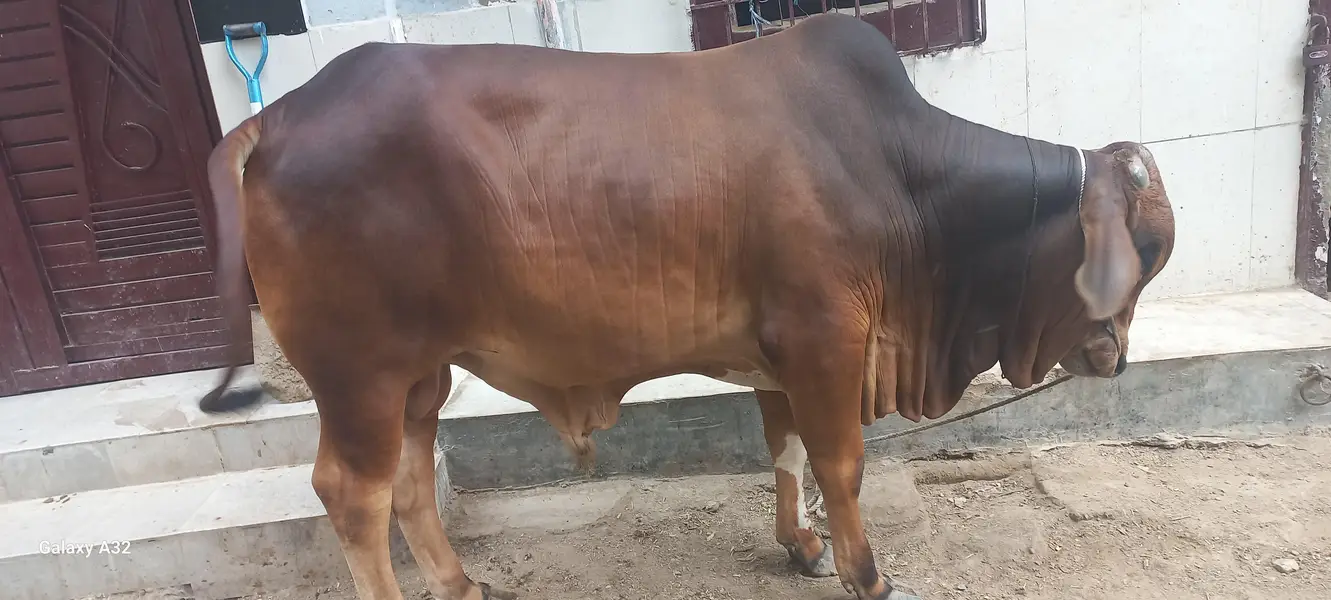 qurbani k bachre for sell khere he meat wight 5 mun pakka — photo 4