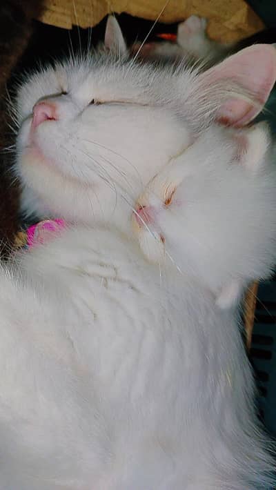 beautiful Persian kitten