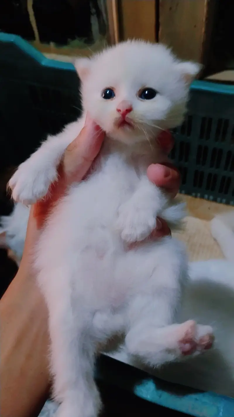 beautiful Persian kitten — photo 2